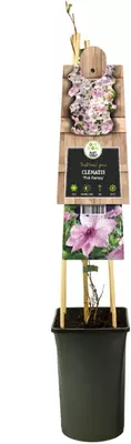 Clematis patens 'Pink Fantasy' (Bosrank) klimplant 75cm - afbeelding 2
