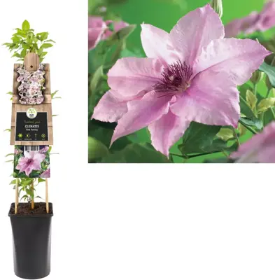 Clematis patens 'Pink Fantasy' (Bosrank) klimplant 75cm - afbeelding 1