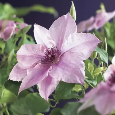 Clematis patens 'Pink Fantasy' (Bosrank) klimplant 75cm - afbeelding 3