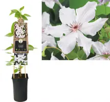 Clematis patens 'Snow Queen' (Bosrank) klimplant 75cm - afbeelding 1