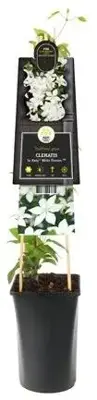 Clematis patens So Many® White Flowers PBR (Bosrank) klimplant 75cm - afbeelding 3