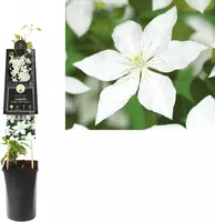 Clematis patens So Many® White Flowers PBR (Bosrank) klimplant 75cm kopen?
