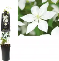 Clematis patens So Many® White Flowers PBR (Bosrank) klimplant 75cm - afbeelding 1