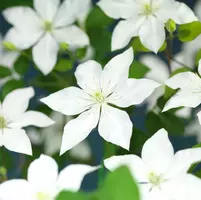 Clematis patens So Many® White Flowers PBR (Bosrank) klimplant 75cm - afbeelding 4