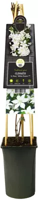 Clematis patens So Many® White Flowers PBR (Bosrank) klimplant 75cm - afbeelding 2