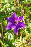 Clematis patens 'The President' (Bosrank) klimplant - afbeelding 16