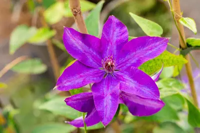 Clematis patens 'The President' (Bosrank) klimplant - afbeelding 18