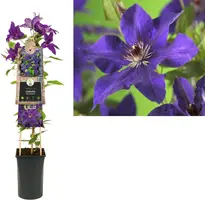 Clematis patens 'The President' (Bosrank) klimplant - afbeelding 1