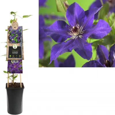 Clematis patens 'The President' (Bosrank) klimplant - afbeelding 2