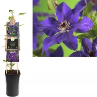 Clematis patens 'The President' (Bosrank) klimplant - afbeelding 2