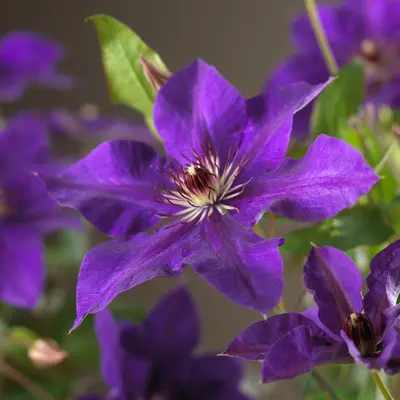 Clematis patens 'The President' (Bosrank) klimplant - afbeelding 4