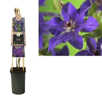 Clematis patens 'The President' (Bosrank) klimplant 75cm - afbeelding 3