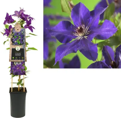 Clematis patens 'The President' (Bosrank) klimplant 75cm - afbeelding 1