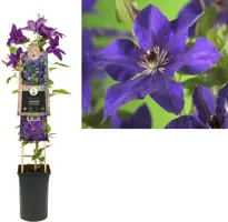 Clematis patens 'The President' (Bosrank) klimplant 75cm - afbeelding 1