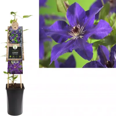 Clematis patens 'The President' (Bosrank) klimplant 75cm - afbeelding 2