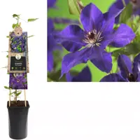 Clematis patens 'The President' (Bosrank) klimplant 75cm - afbeelding 2