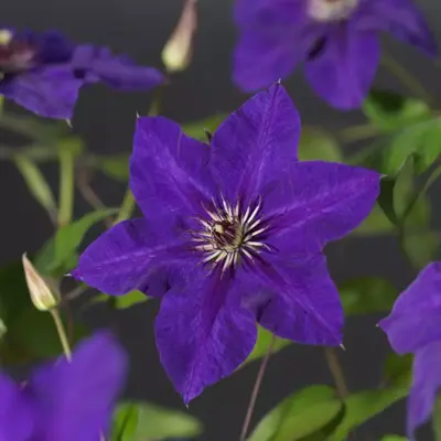 Clematis patens 'The President' (Bosrank) klimplant 75cm - afbeelding 3