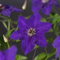 Clematis patens 'The President' (Bosrank) klimplant 75cm - afbeelding 3