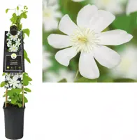 Clematis patens 'Wada's Primrose' (Bosrank) klimplant - afbeelding 1