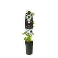 Clematis patens 'Wada's Primrose' (Bosrank) klimplant - afbeelding 2