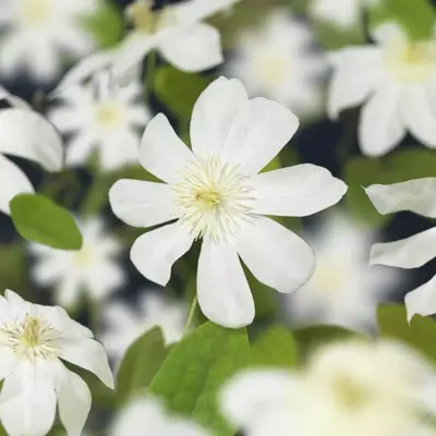 Clematis patens 'Wada's Primrose' (Bosrank) klimplant - afbeelding 3