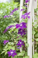 Clematis patens 'Warszawska Nike' (Bosrank) klimplant - afbeelding 8