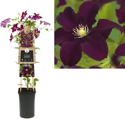 Clematis patens 'Warszawska Nike' (Bosrank) klimplant - afbeelding 1