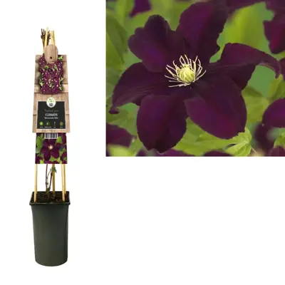 Clematis patens 'Warszawska Nike' (Bosrank) klimplant 75cm - afbeelding 3