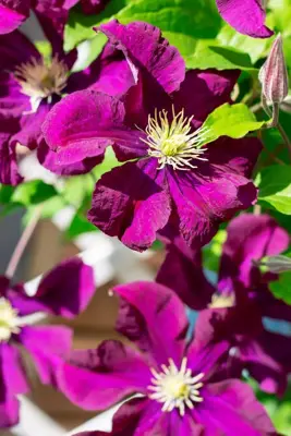 Clematis patens 'Warszawska Nike' (Bosrank) klimplant 75cm - afbeelding 4