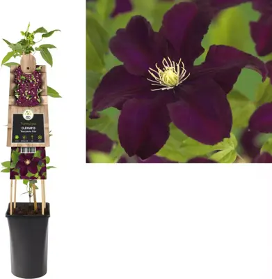 Clematis patens 'Warszawska Nike' (Bosrank) klimplant 75cm - afbeelding 2