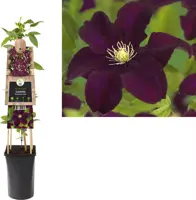 Clematis patens 'Warszawska Nike' (Bosrank) klimplant 75cm - afbeelding 2