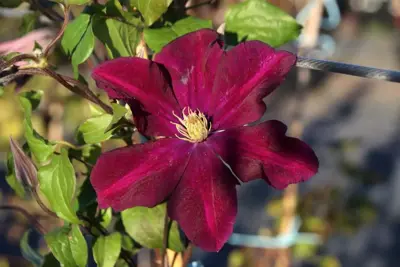 Clematis patens 'Warszawska Nike' (Bosrank) klimplant 75cm - afbeelding 4