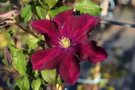 Clematis patens 'Warszawska Nike' (Bosrank) klimplant 75cm - afbeelding 5
