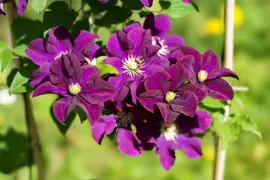 Clematis patens 'Warszawska Nike' (Bosrank) klimplant 75cm - afbeelding 6