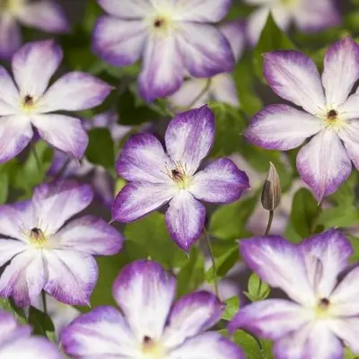 Clematis Pernille PBR (Bosrank) klimplant - afbeelding 4