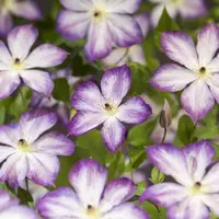 Clematis Pernille PBR (Bosrank) klimplant - afbeelding 4