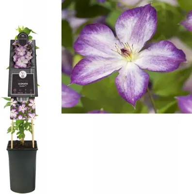 Clematis Pernille PBR (Bosrank) klimplant 75cm - afbeelding 2