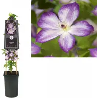 Clematis Pernille PBR (Bosrank) klimplant 75cm - afbeelding 2