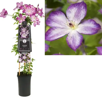 Clematis Pernille PBR (Bosrank) klimplant 75cm - afbeelding 1