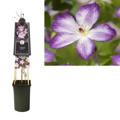 Clematis Pernille PBR (Bosrank) klimplant 75cm - afbeelding 3