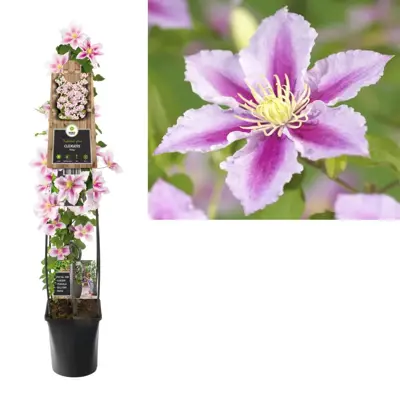 Clematis 'Piilu' (Bosrank) klimplant 115cm - afbeelding 1