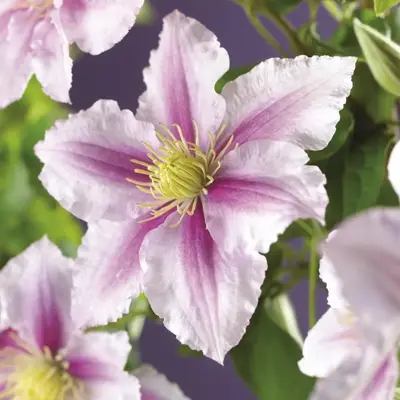 Clematis 'Piilu' (Bosrank) klimplant 115cm - afbeelding 3