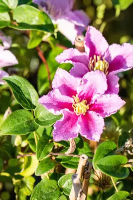 Clematis 'Piilu' (Bosrank) klimplant - afbeelding 9