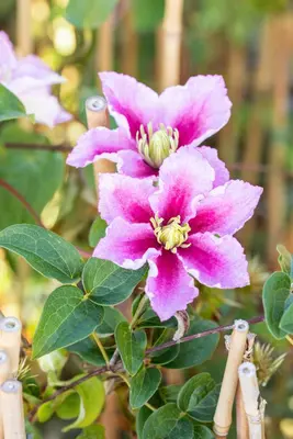 Clematis 'Piilu' (Bosrank) klimplant - afbeelding 10