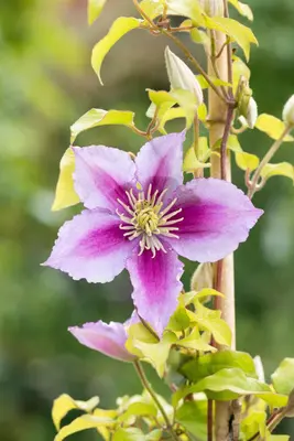 Clematis 'Piilu' (Bosrank) klimplant - afbeelding 14