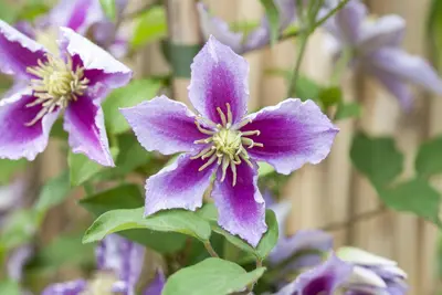 Clematis 'Piilu' (Bosrank) klimplant - afbeelding 4