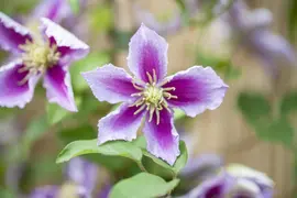 Clematis 'Piilu' (Bosrank) klimplant - afbeelding 5