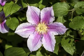 Clematis 'Piilu' (Bosrank) klimplant - afbeelding 6
