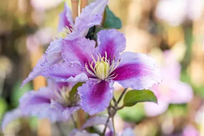 Clematis 'Piilu' (Bosrank) klimplant - afbeelding 8