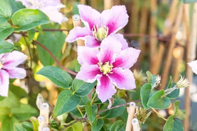 Clematis 'Piilu' (Bosrank) klimplant - afbeelding 11